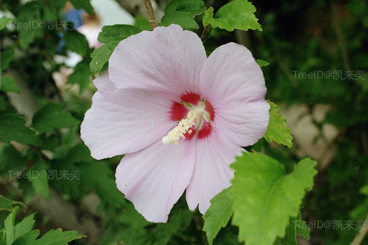 Hibiscus_Syriacus (2)