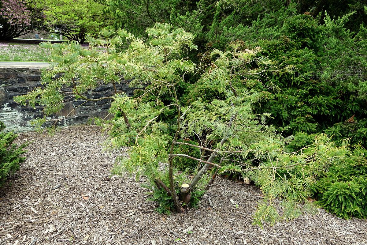 Cephalotaxus_sinensis_-_Longwood_Gardens_-_DSC00777
