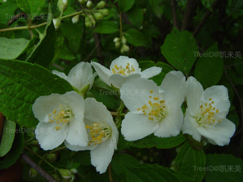 花