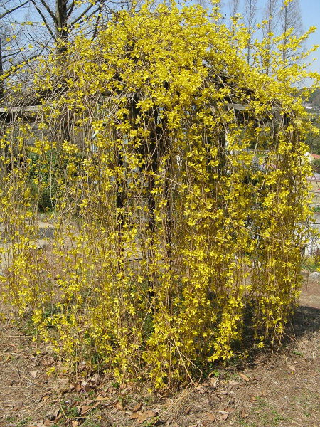 Forsythia_suspensa3 副本