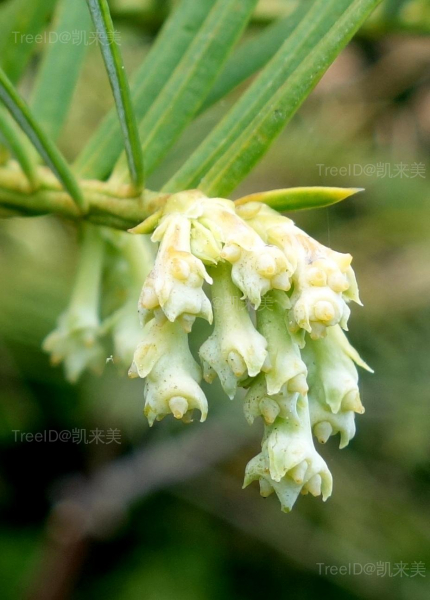 Cephalotaxus_sinensis_-_Longwood_Gardens_-_DSC00781