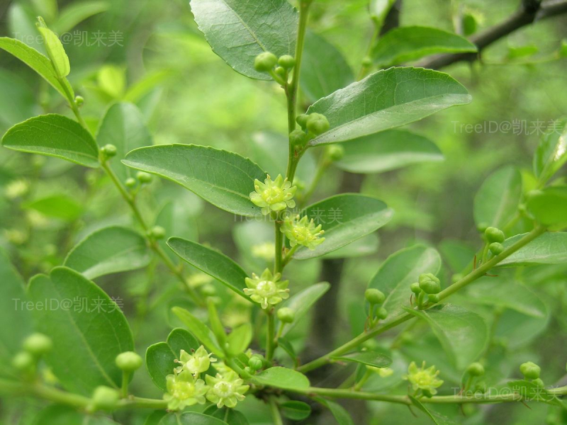 酸枣2 花枝_3