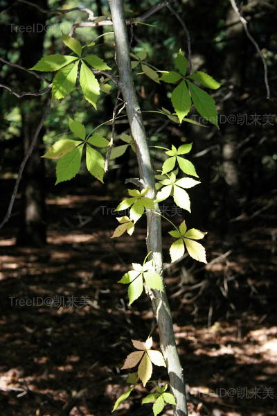 攀缘状态