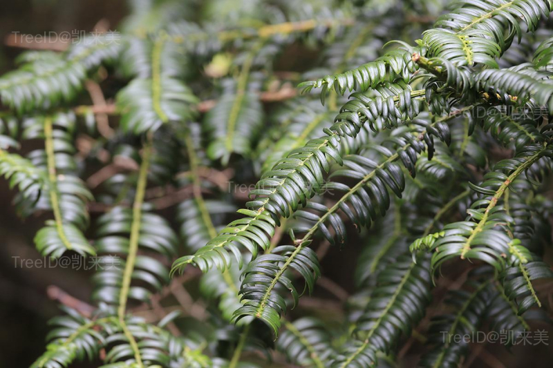 Cephalotaxus_sinensis_-_Mount_Sanqing_2015_09_08_12-35-56