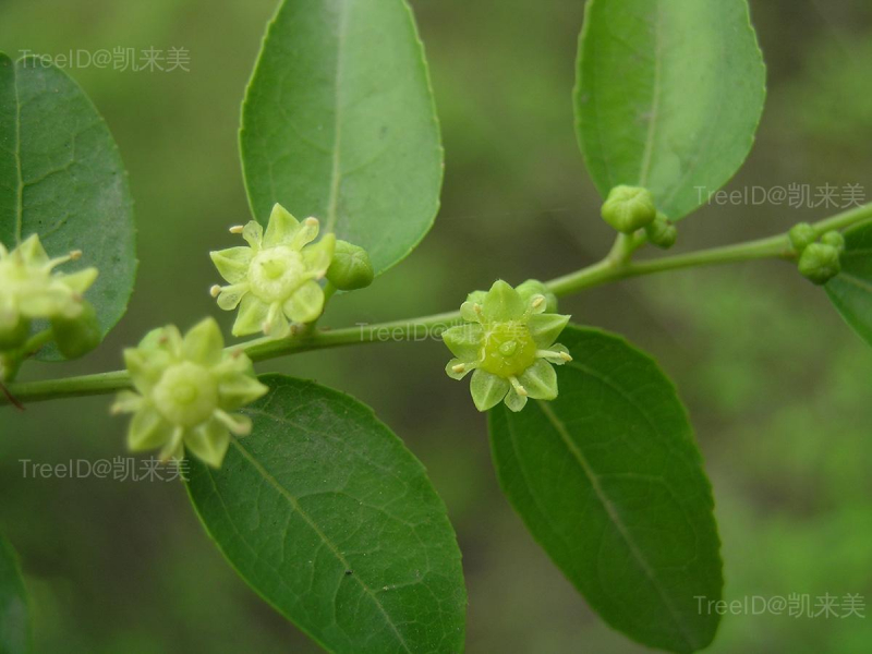 酸枣3 花_2