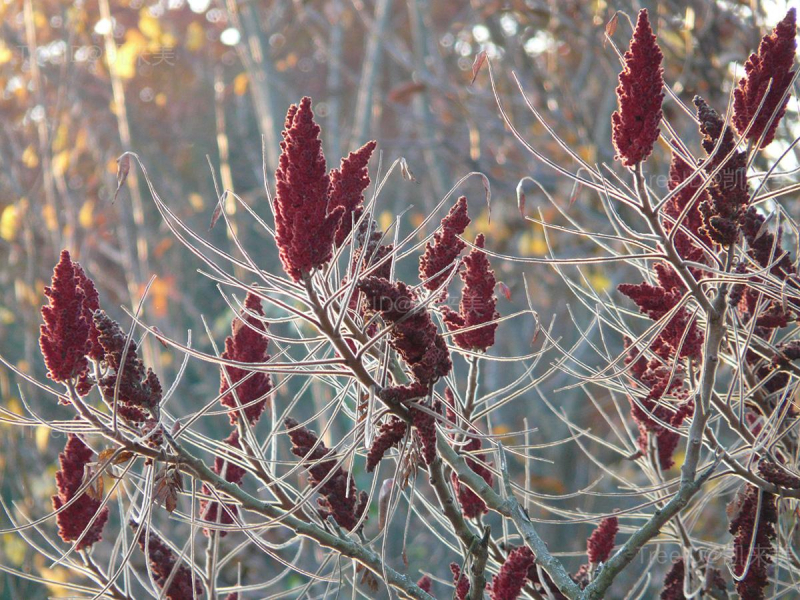 rhus-10869