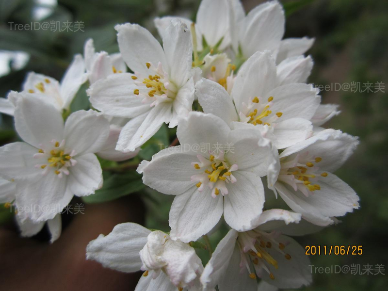 花