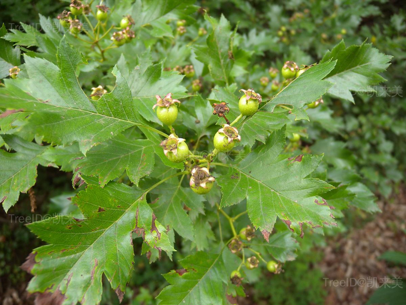 Crataegus pinnatifida_0