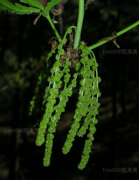 3 蒙古栎 雄花序