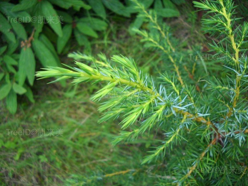 Juniperus formosana Beauty Cs醟v醨2 099