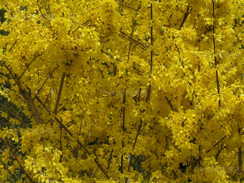Forsythia_suspensa_4090392_レンギョウ(連翹) 副本