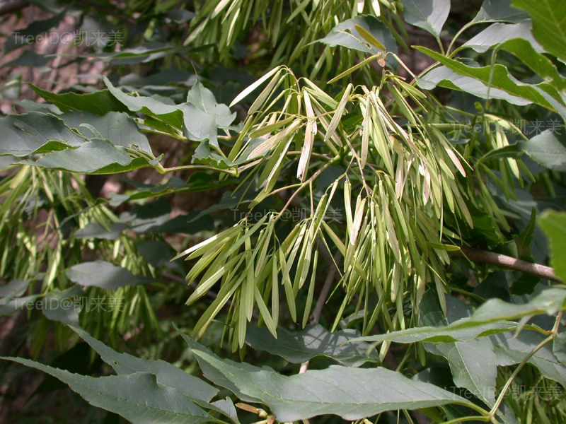 大叶白蜡4 果实