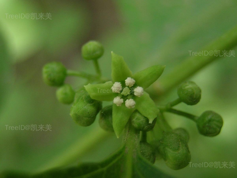 南蛇藤4 雄花_3