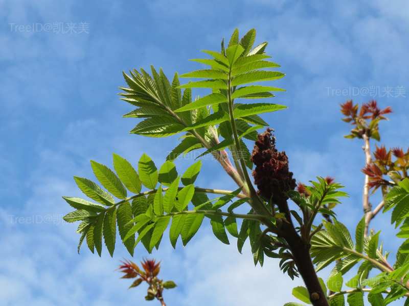 20140410Rhus_typhina1