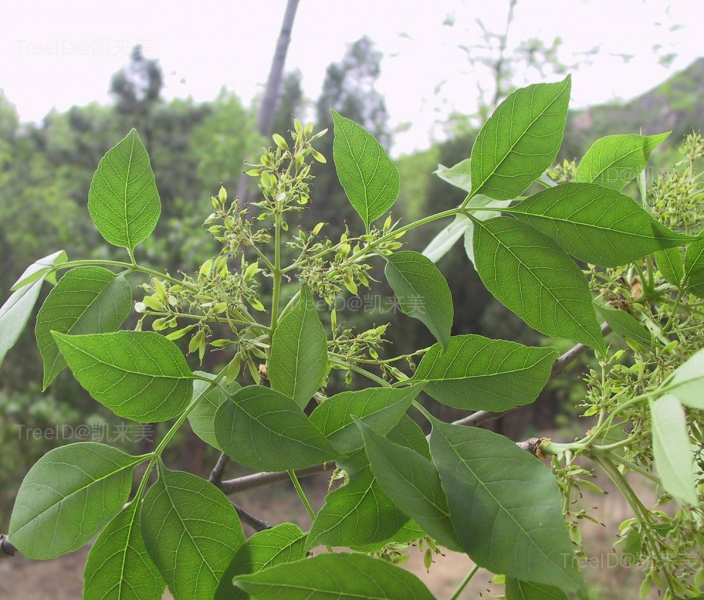 大叶白蜡3 雌花_1-2