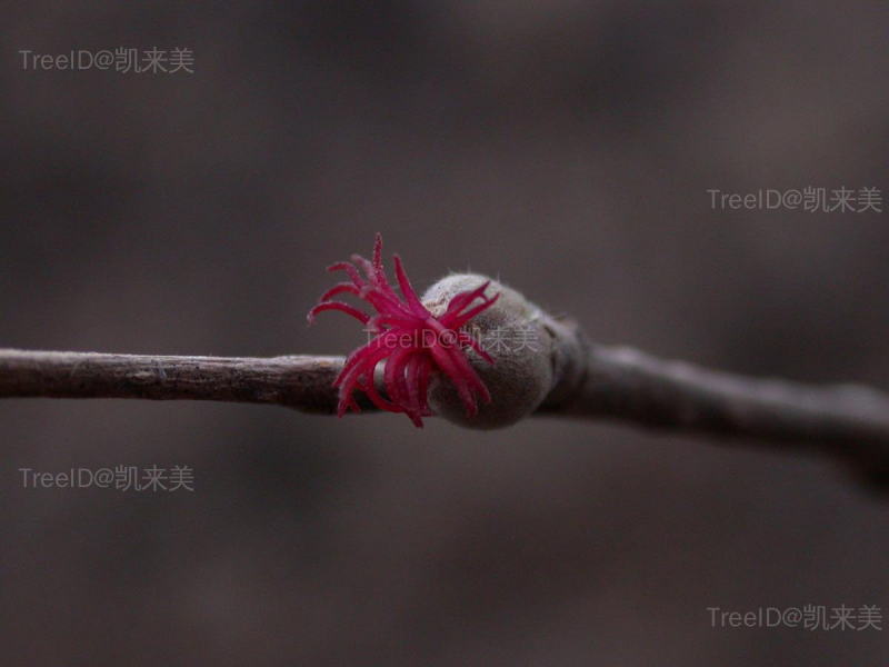 平榛4 雌花