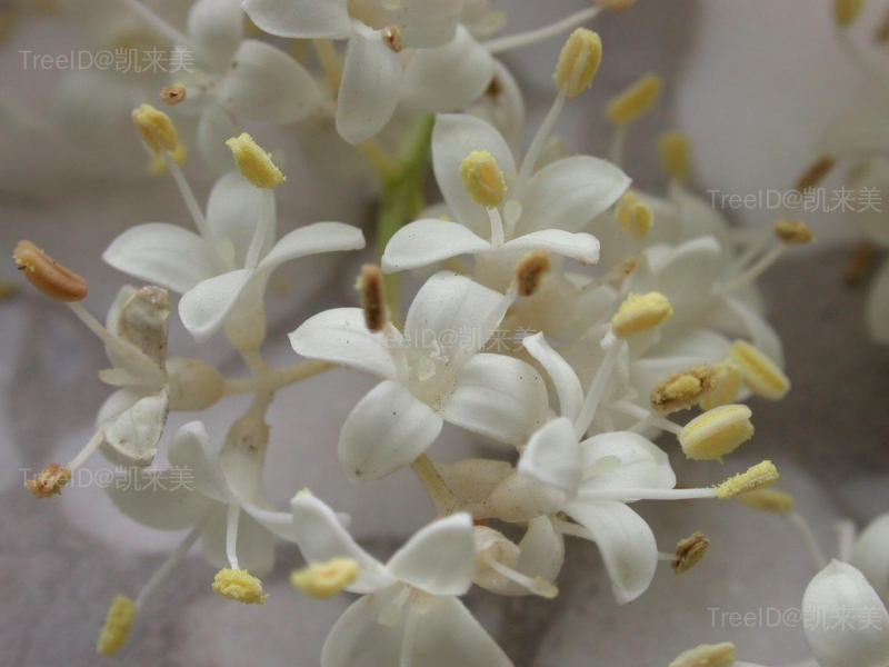 暴马丁香4 花