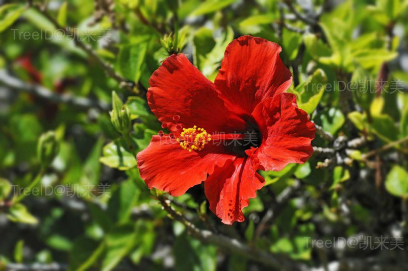 red_hibiscus-562942449-588681683df78c2ccdff069b