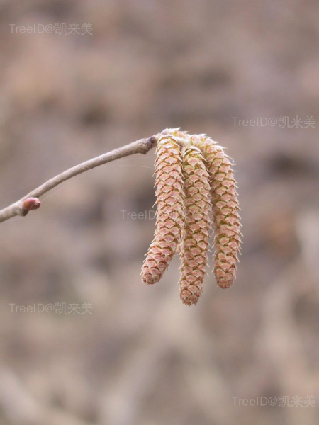 平榛3 雄花 副本