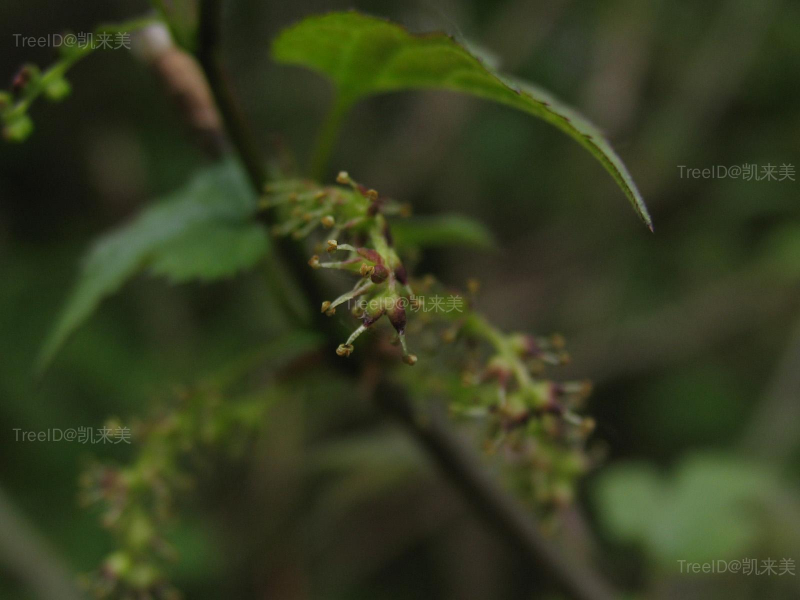 2鸡桑雄花序枝