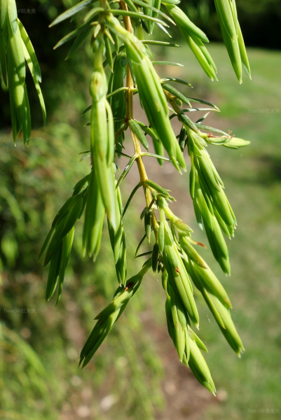 Juniperus_formosana_-_Stanley_M__Rowe_Arboretum_-_DSC03353