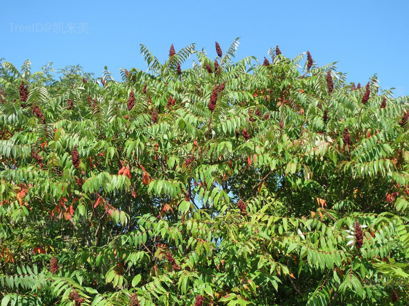 rhus-typhina-848802