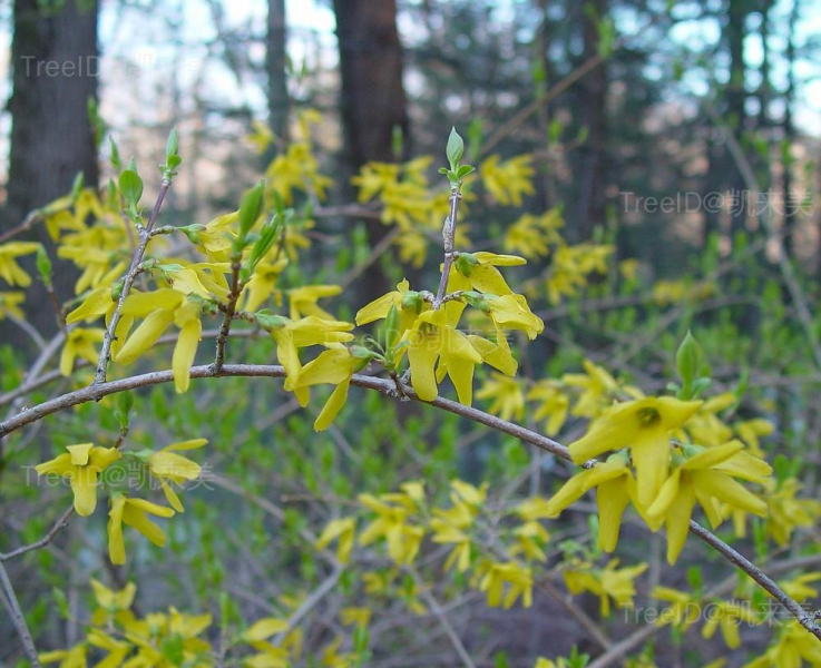 forsythia-suspensa-fl-ahaines