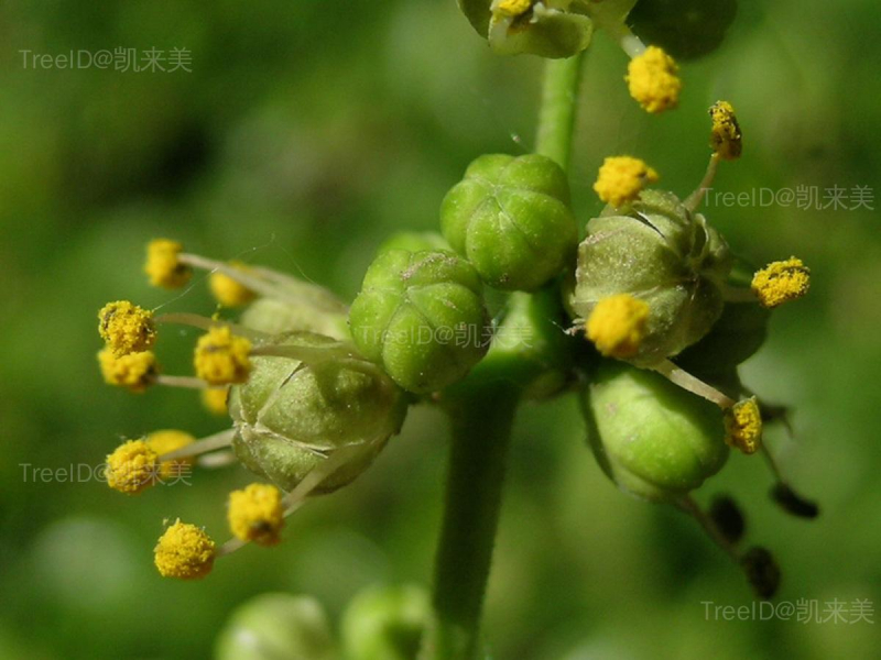 黄檗 DSCN1222 林秦文摄 北京林业大学