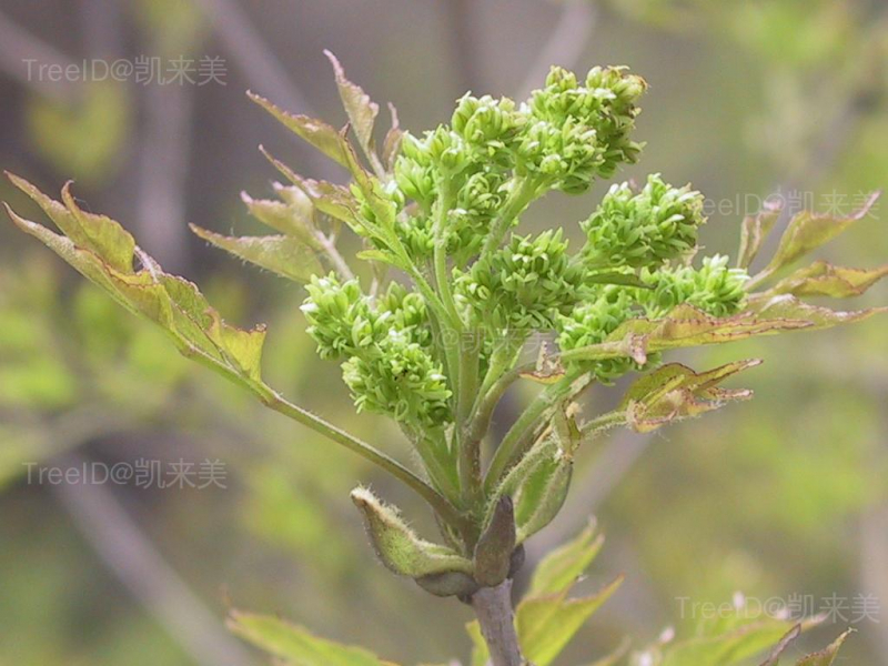 大叶白蜡3 雌花_2.JPG