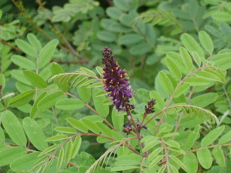 Amorpha_fruticosa_04-2