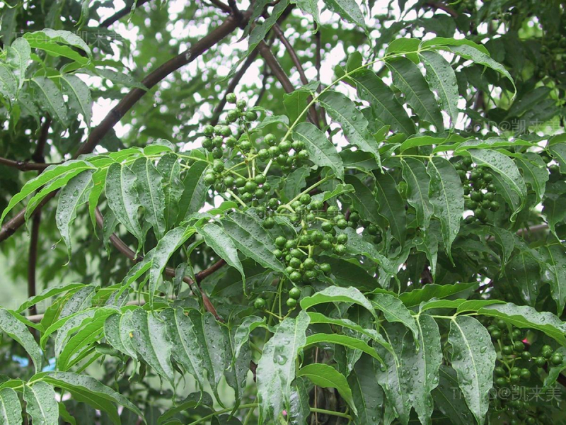 黄檗3 果枝