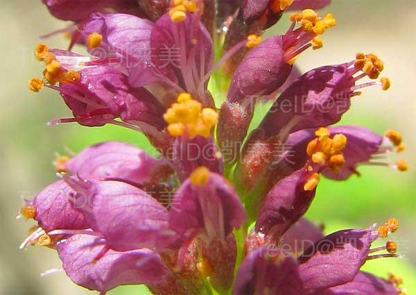 Amorpha_fruticosa-flowers