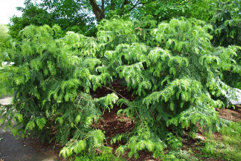 Cephalotaxus_sinensis_2
