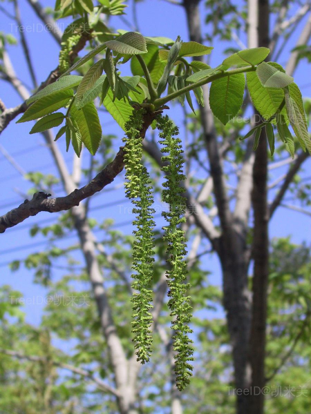 核桃楸5 雄花序_2