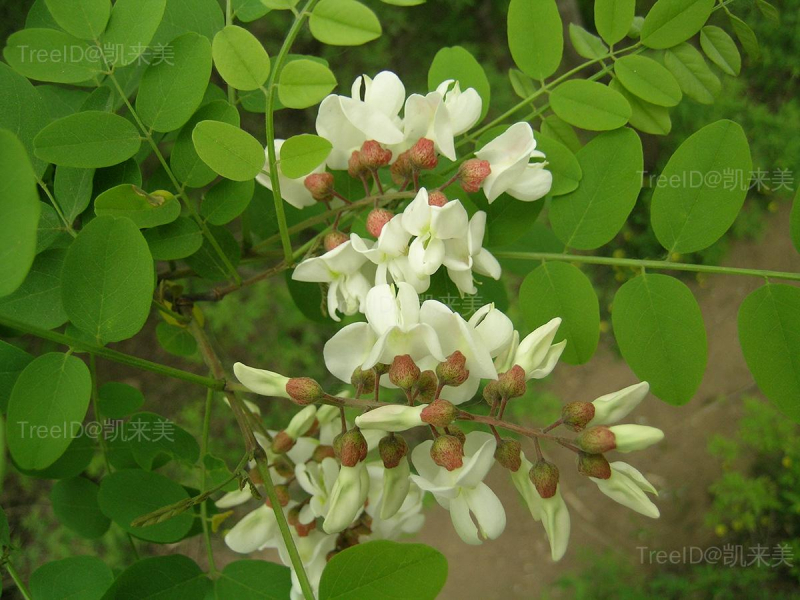 洋槐4 花枝_3