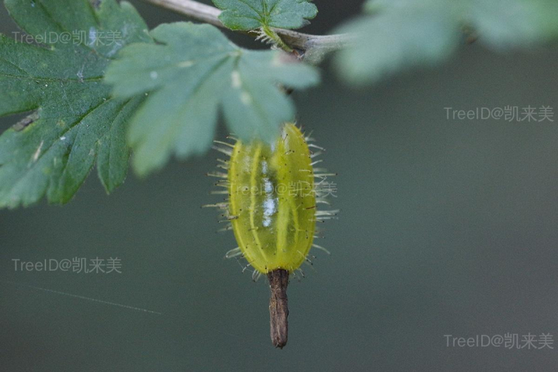 果
