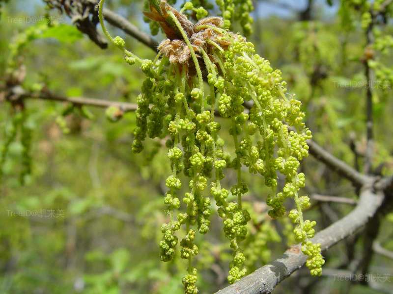 3辽东栎雄花序枝
