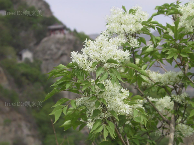 小叶白蜡2 花_1