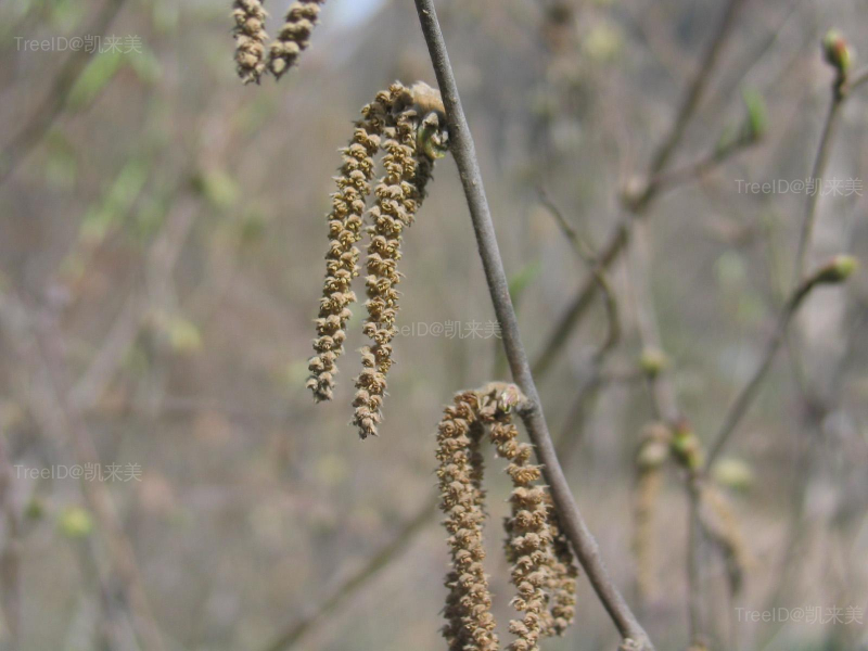 3毛榛雄花序枝