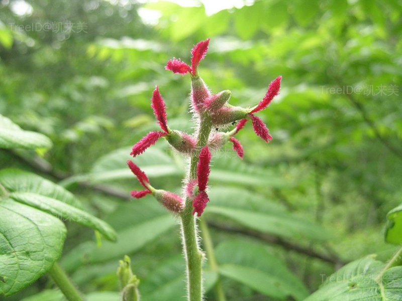 核桃楸6 雌花序