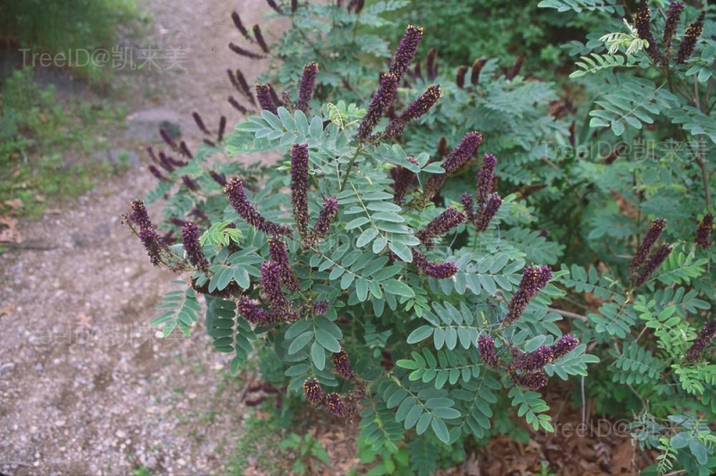 amorpha-fruticosa-ha-rboutwell-b