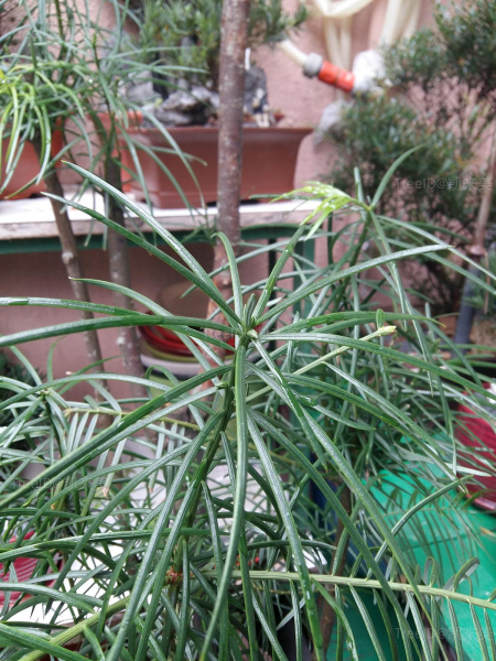 Cephalotaxus_sinensis_粗榧
