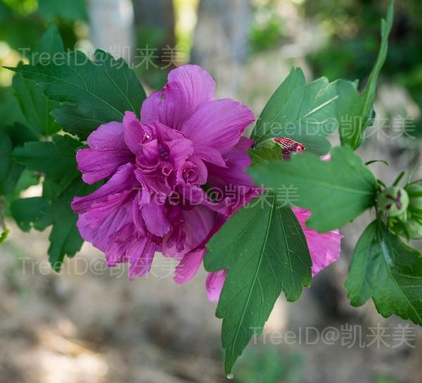 Hibiscus-syriacus--F-D-Richards--CC-BY-SA