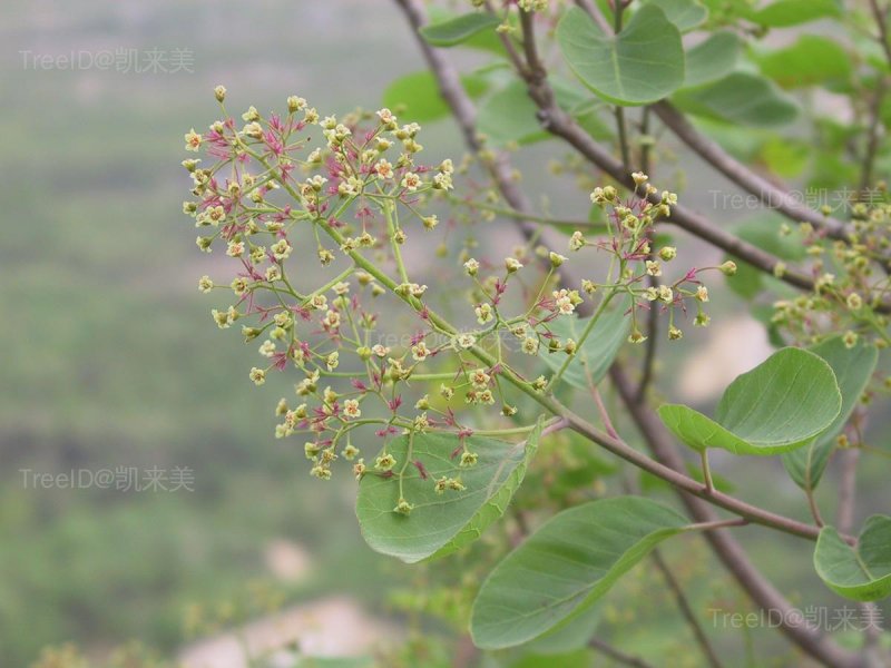 黄栌4 花 _2