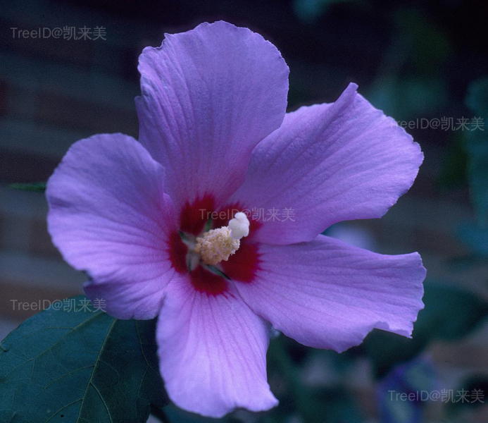 Rose_of_Sharon_or_Althea_--_Hibiscus_syriacus (2)