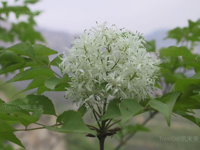 小叶白蜡2 花_2