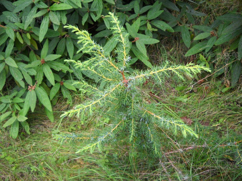 Juniperus formosana Beauty Cs醟v醨2 098