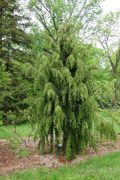 Juniperus_formosana_-_Tyler_Arboretum_-_DSC01850 副本