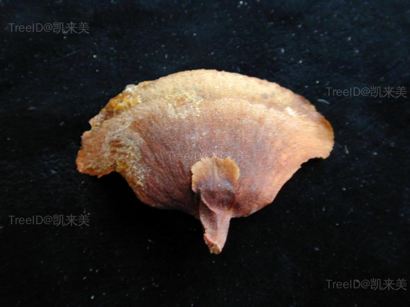 种鳞