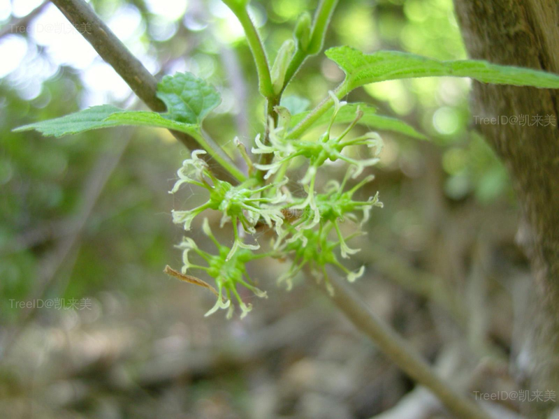 3鸡桑雌花序枝